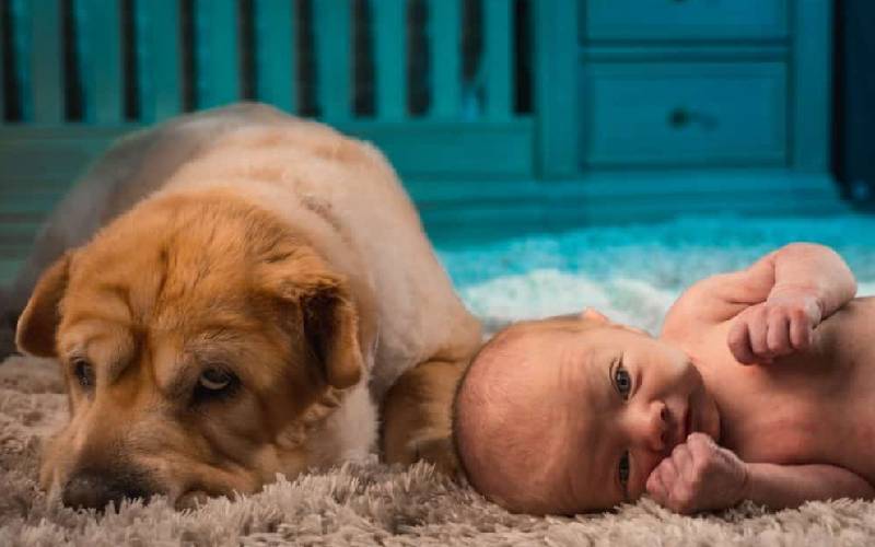 Cachorro ensina sua humana a cuidar do bebê da maneira correta cachorro-ensina-a-tutora-a-cuidar-do-recem-nascido