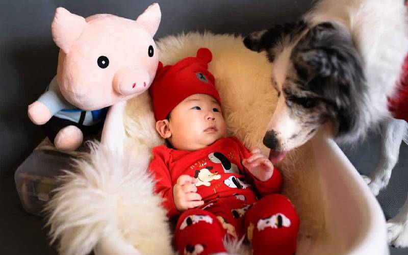Cachorro ensina sua humana a cuidar do bebê da maneira correta cachorro-ensina-a-tutora-a-cuidar-do-recem-nascido