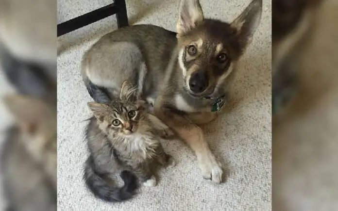 cachorro-escolhe-um-gatinho-para-adotar-no-abrigo