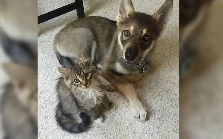 Cachorro escolhe um gatinho para adotar no abrigo