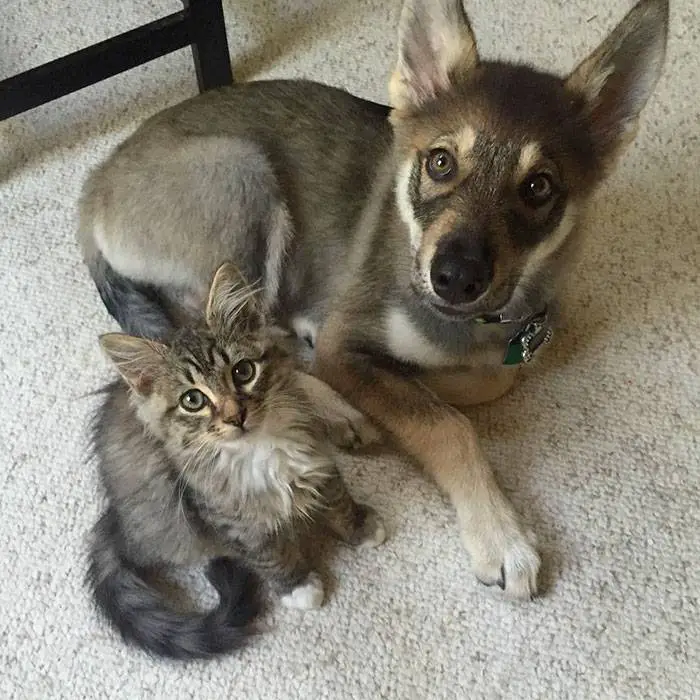 cachorro-escolhe-um-gatinho-para-adotar-no-abrigo