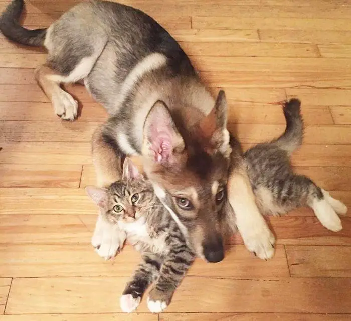 cachorro-escolhe-um-gatinho-para-adotar-no-abrigo