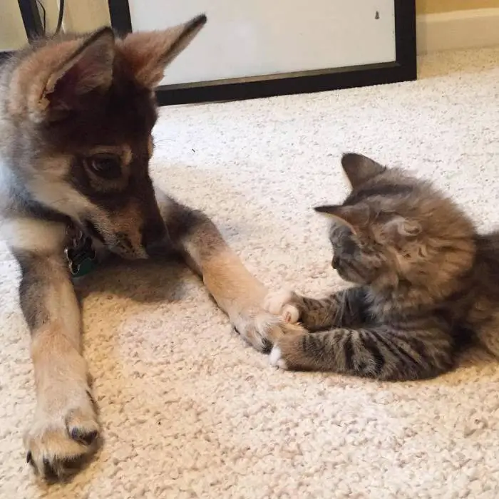 cachorro-escolhe-um-gatinho-para-adotar-no-abrigo