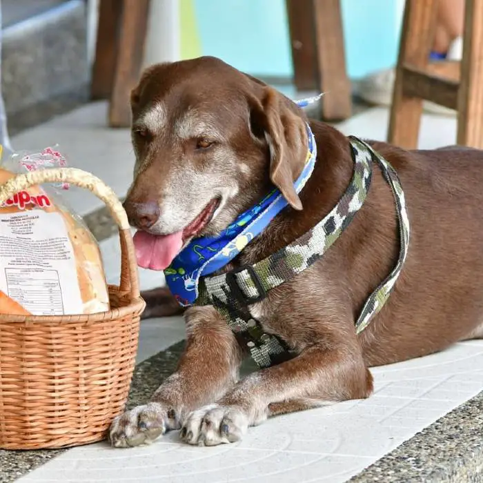 cachorro-faz-entregas-em-domicilio