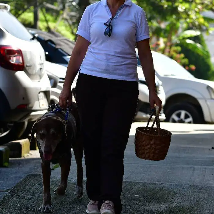 cachorro-faz-entregas-em-domicilio