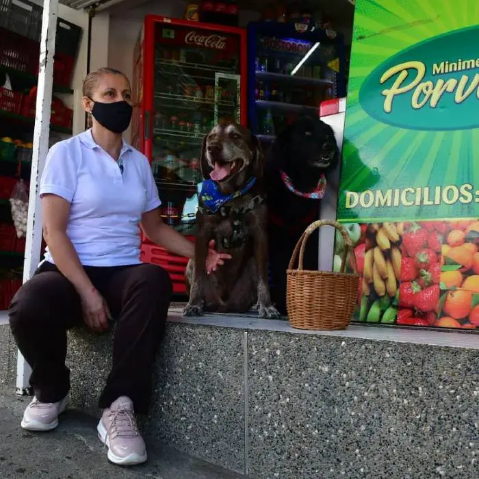 cachorro-faz-entregas-em-domicilio