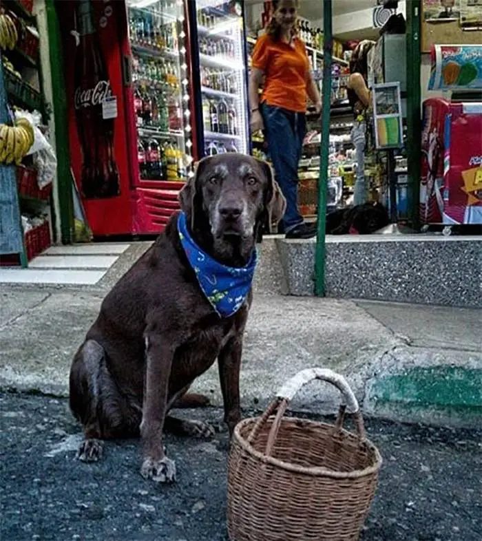 cachorro-faz-entregas-em-domicilio