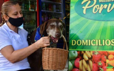 Cachorro faz entregas em domicílio para facilitar o distanciamento social