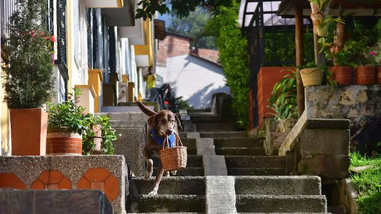 cachorro-faz-entregas-em-domicilio