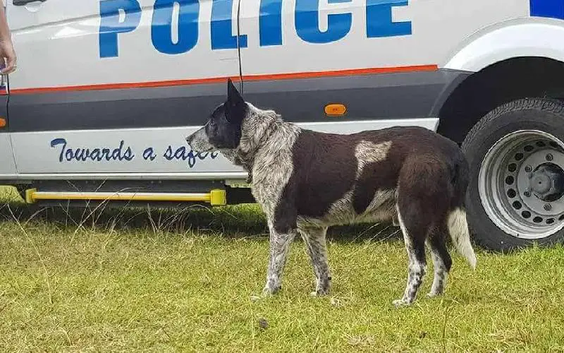 cachorro-idoso-salva-a-vida-de-uma-garotinha