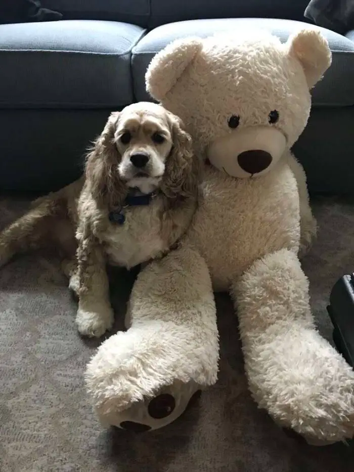 Cachorro oferece apoio moral ao seu brinquedo favorito durante a lavagem cachorro-oferece-apoio-moral-para-o-brinquedo-favorito