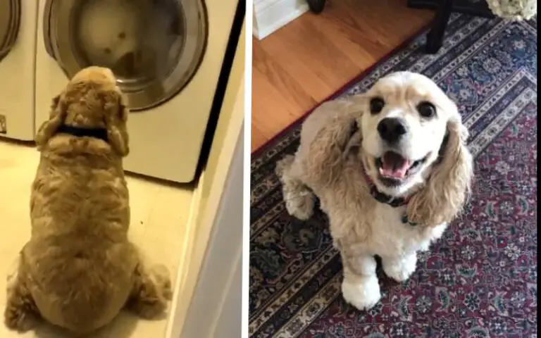 Cachorro oferece apoio moral ao seu brinquedo favorito durante a lavagem