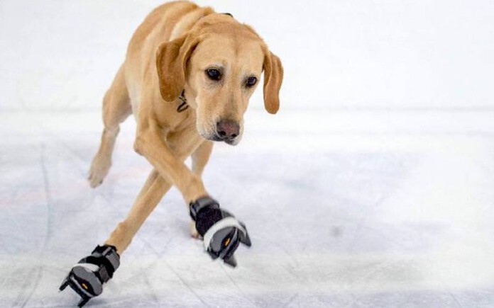 cachorro-patinador-ganha-premio-da-akc
