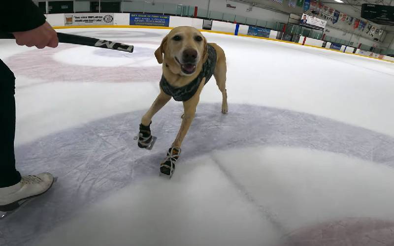 Cachorro patinador no gelo de 8 anos, ganha um prêmio nacional de excelência cachorro-patinador-ganha-premio-da-akc