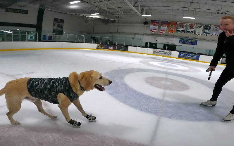 Cachorro patinador no gelo de 8 anos, ganha um prêmio nacional de excelência cachorro-patinador-ganha-premio-da-akc