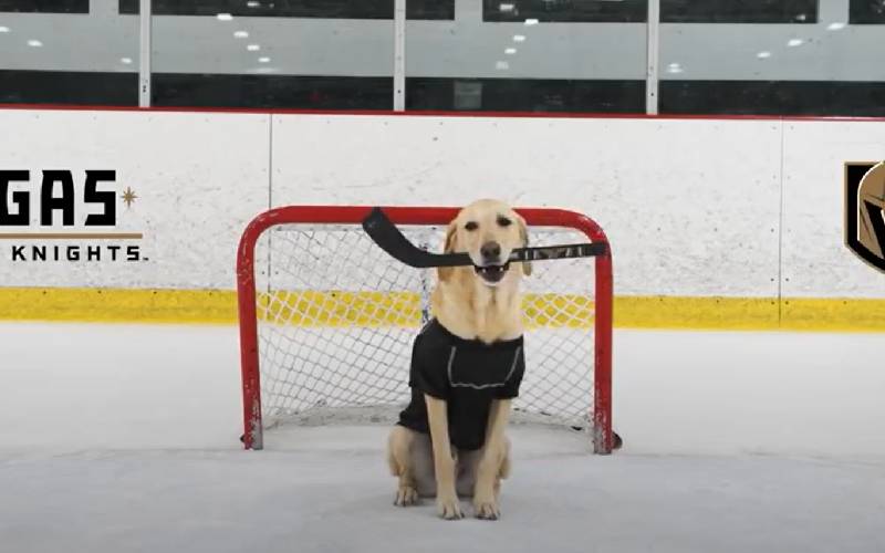 Cachorro patinador no gelo de 8 anos, ganha um prêmio nacional de excelência cachorro-patinador-ganha-premio-da-akc