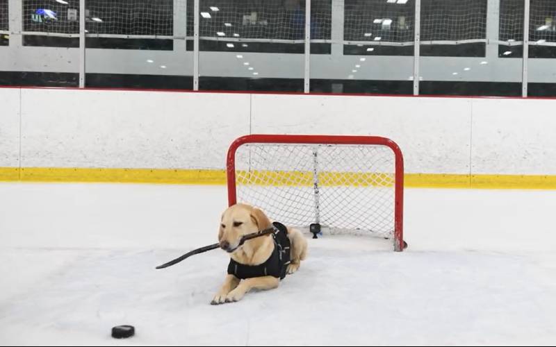 Cachorro patinador no gelo de 8 anos, ganha um prêmio nacional de excelência cachorro-patinador-ganha-premio-da-akc