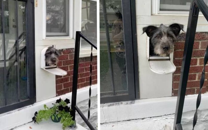 cachorro-usa-a-caixa-de-correio-para-cumprimentar-os-vizinhos
