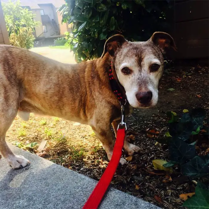 Cachorro idoso surdo acorda em uma nova casa depois de passar 11 anos na rua cachorro-vira-lata-e-adotado-na-velhice