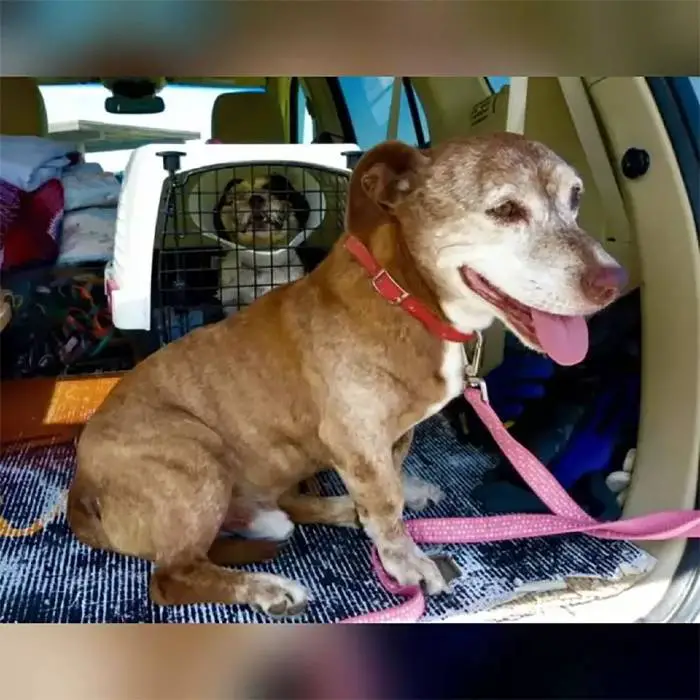 Cachorro idoso surdo acorda em uma nova casa depois de passar 11 anos na rua cachorro-vira-lata-e-adotado-na-velhice