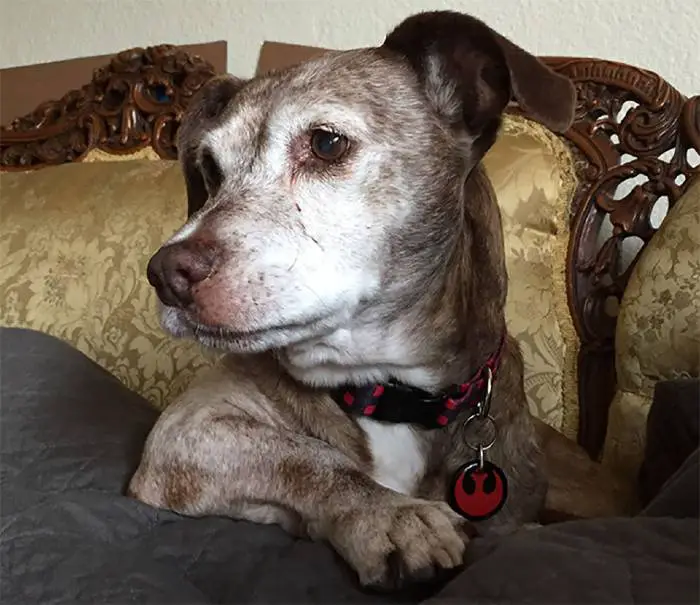 Cachorro idoso surdo acorda em uma nova casa depois de passar 11 anos na rua cachorro-vira-lata-e-adotado-na-velhice