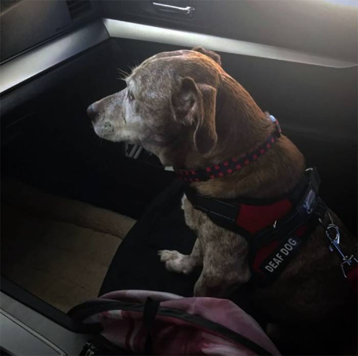 Cachorro idoso surdo acorda em uma nova casa depois de passar 11 anos na rua cachorro-vira-lata-e-adotado-na-velhice