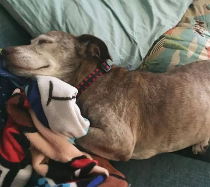 Cachorro idoso surdo acorda em uma nova casa depois de passar 11 anos na rua cachorro-vira-lata-e-adotado-na-velhice