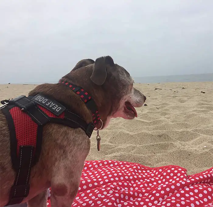 Cachorro idoso surdo acorda em uma nova casa depois de passar 11 anos na rua cachorro-vira-lata-e-adotado-na-velhice