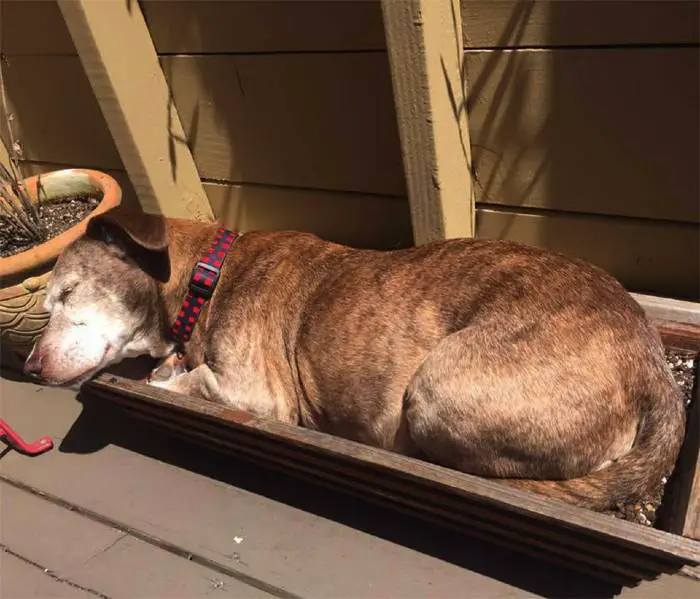 Cachorro idoso surdo acorda em uma nova casa depois de passar 11 anos na rua cachorro-vira-lata-e-adotado-na-velhice