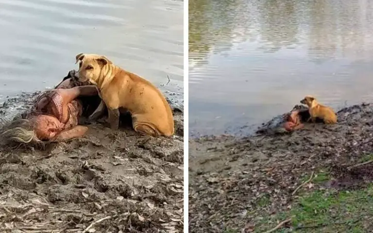 Mulher cega desmaia às margens de um rio e dois cães sem-teto agem para salvá-la