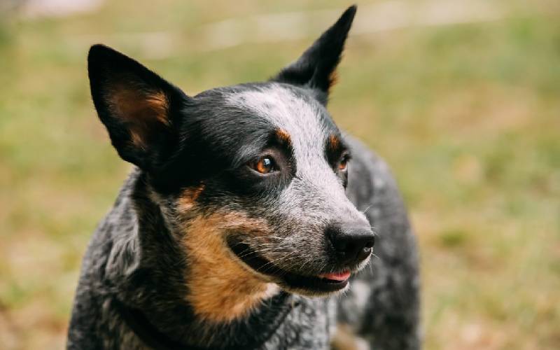 Os 08 cães mais velhos do mundo caes-mais-velhos-do-mundo-Bluey