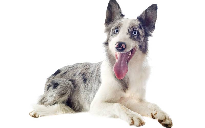 Os 08 cães mais velhos do mundo caes-mais-velhos-do-mundo-Bramble