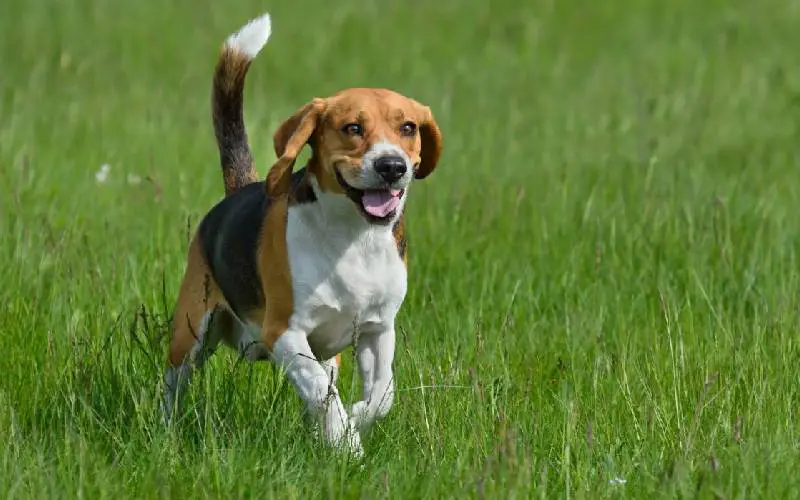 Os 08 cães mais velhos do mundo caes-mais-velhos-do-mundo-Butch
