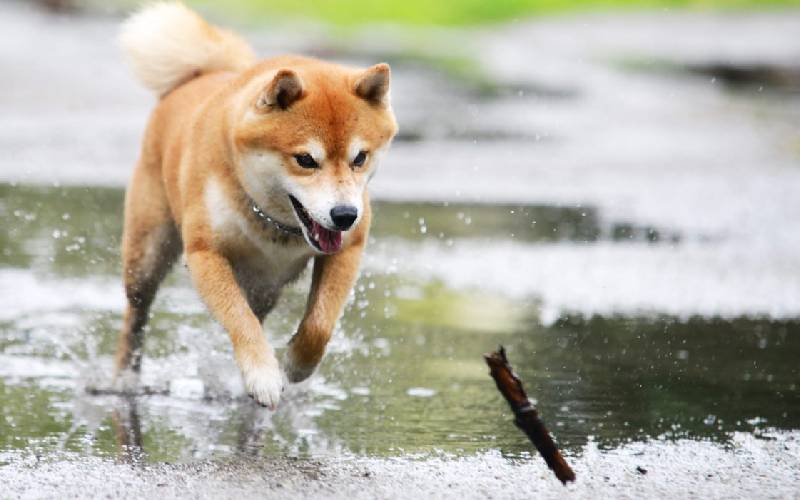 Os 08 cães mais velhos do mundo caes-mais-velhos-do-mundo-Pusuke