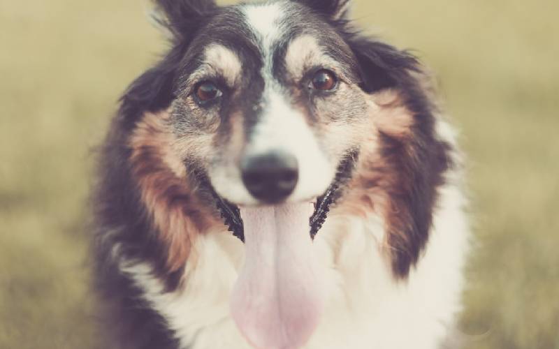 Os 08 cães mais velhos do mundo caes-mais-velhos-do-mundo-Taffy