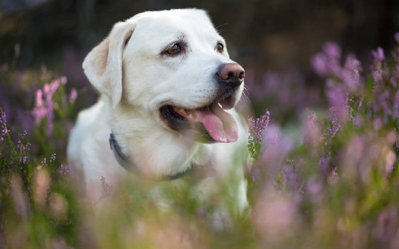 Os 08 cães mais velhos do mundo caes-mais-velhos-do-mundo-adjutant