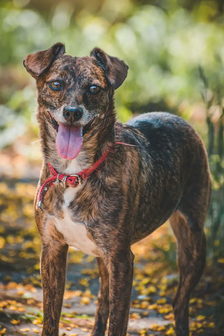 Os 08 cães mais velhos do mundo caes-mais-velhos-do-mundo-buksi