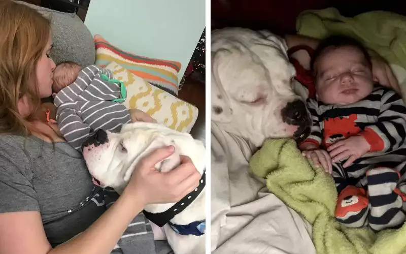 Câmera flagra criança saindo da cama para brincar com o cachorro camera-flagra-crianca-saindo-da-cama-para-brincar-com-o-cachorro