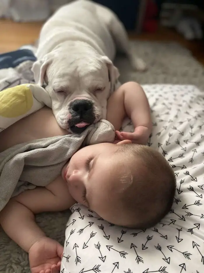 camera-flagra-crianca-saindo-da-cama-para-brincar-com-o-cachorro