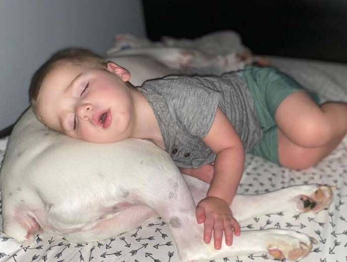 Câmera flagra criança saindo da cama para brincar com o cachorro camera-flagra-crianca-saindo-da-cama-para-brincar-com-o-cachorro