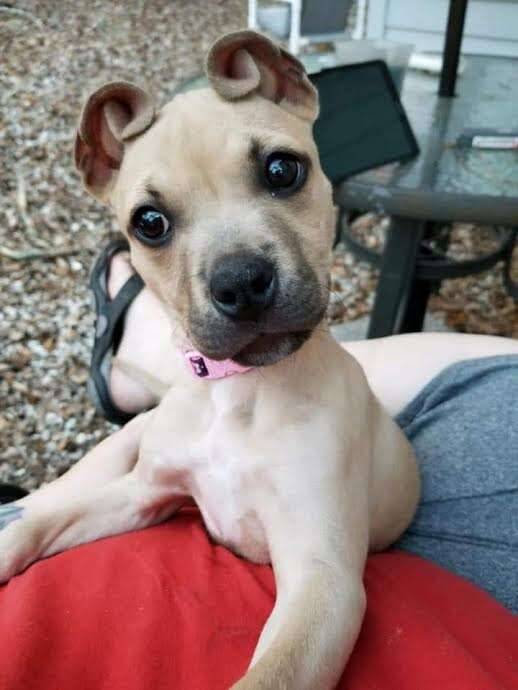 Cachorrinho resgatado tem as orelhas enroladas mais lindas do mundo