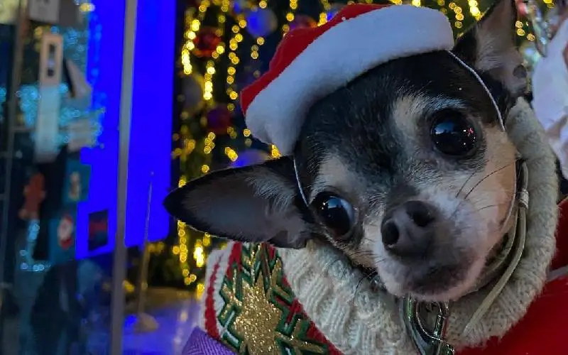 Chihuahua famosa pede que todos os cães de abrigos sejam adotados chihuahua-pede-que-todos-os-caes-de-abrigos-sejam-adotados