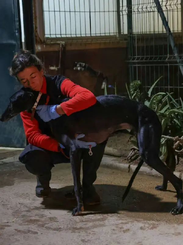  fotógrafo conhece abrigo e volta para casa com alguns cachorros