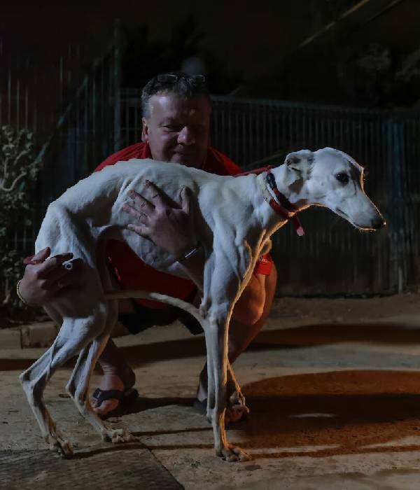 fotógrafo conhece abrigo e volta para casa com alguns cachorros