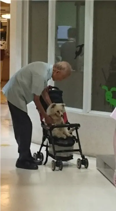 idoso-passeia-com-cachorro-em-carrinho-de-bebe