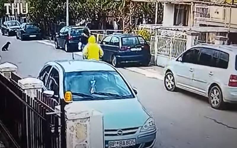 Cachorro de rua salva mulher atacada por um homem que queria roubá-la