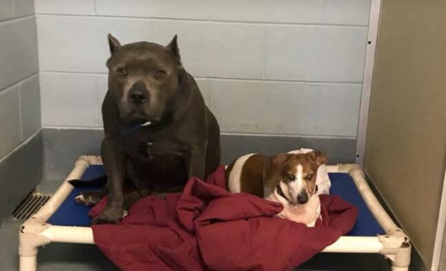 Pitbull se recusa a ser adotado sem o amigo cego pitbull-se-recusa-a-ser-adotado-sem-o-amigo-cego
