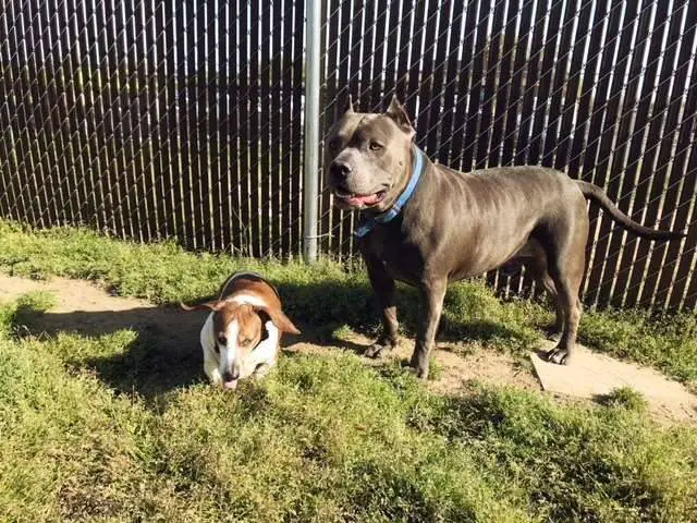 Pitbull se recusa a ser adotado sem o amigo cego pitbull-se-recusa-a-ser-adotado-sem-o-amigo-cego
