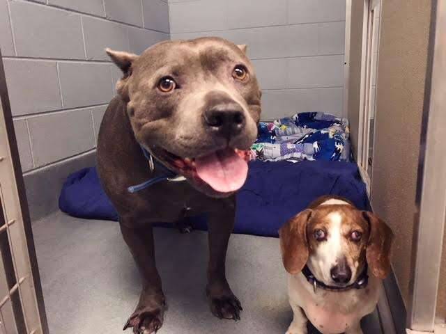 Pitbull se recusa a ser adotado sem o amigo cego pitbull-se-recusa-a-ser-adotado-sem-o-amigo-cego