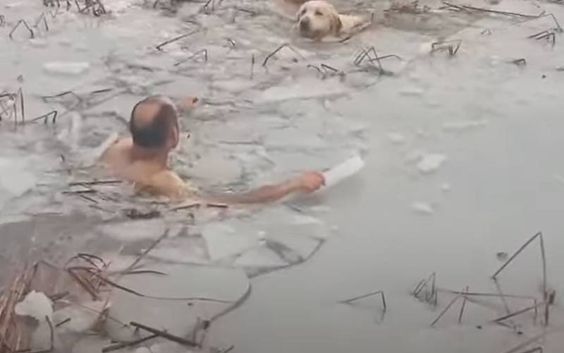 Dois policiais salvam a vida de um cachorro que estava prestes a se afogar em um lago congelado policiais-salvam-cachorro-em-lago-congelado